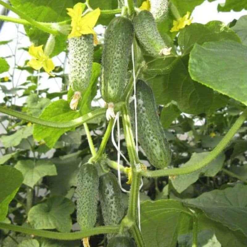 Огірки висять на кущу