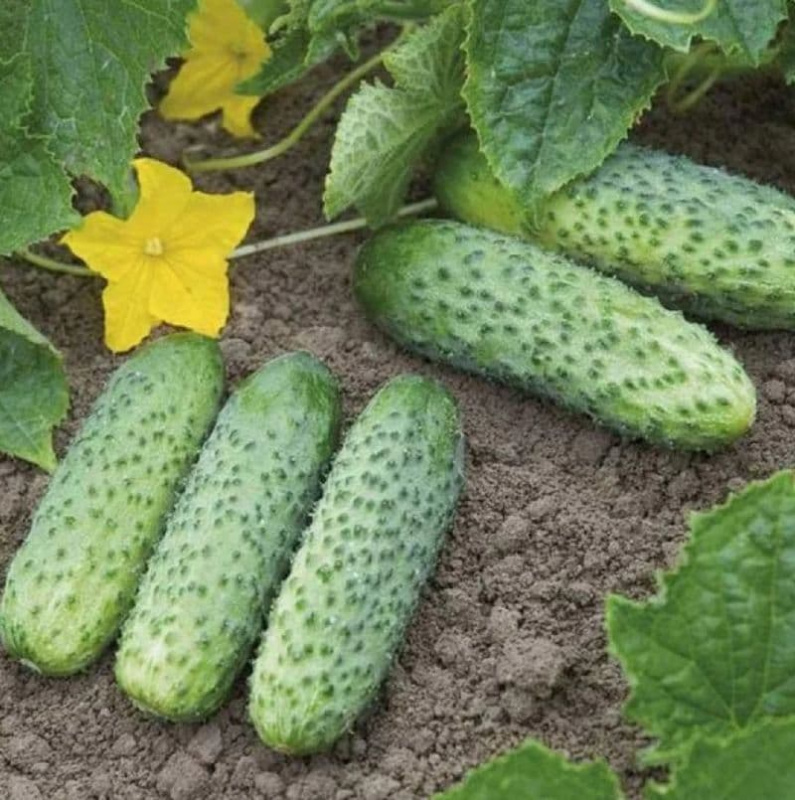 Зірвані огірки викладені на землі