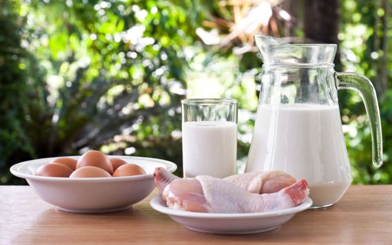 Животные продукты с высоким содержанием белка