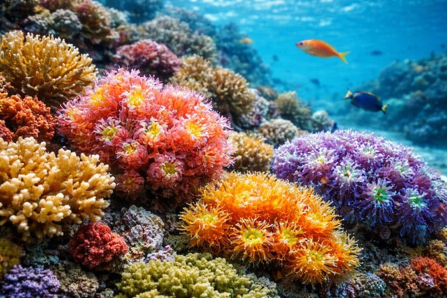 Барвисті корали на морському дні